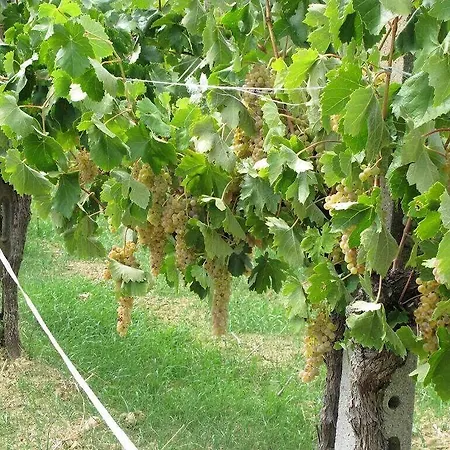 Agriturismo Colombaiolo Bauernhof