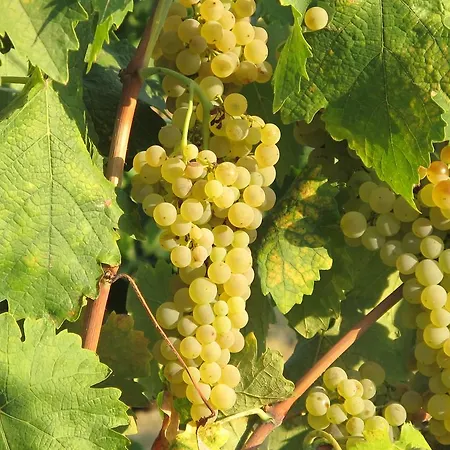 Colombaiolo Séjour à la ferme