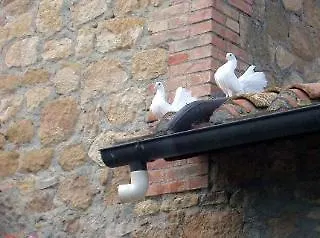 Colombaiolo * Pienza